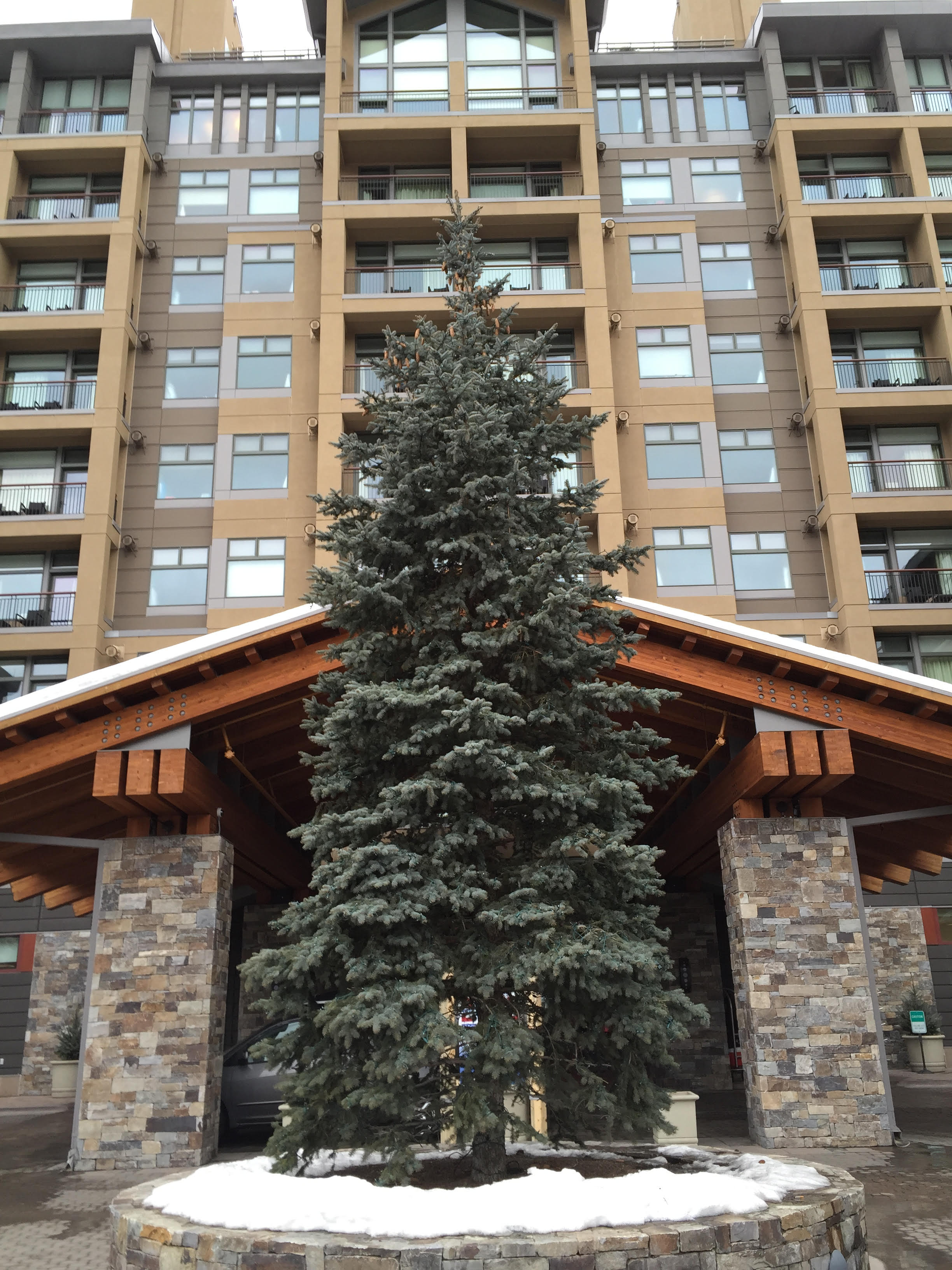 Mature blue spruce tree in Avon, Eagle County