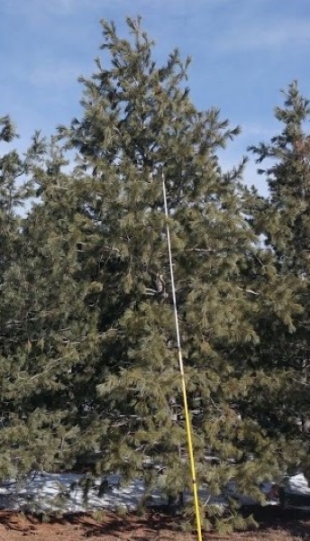 White Pine Trees for Sale in Colorado