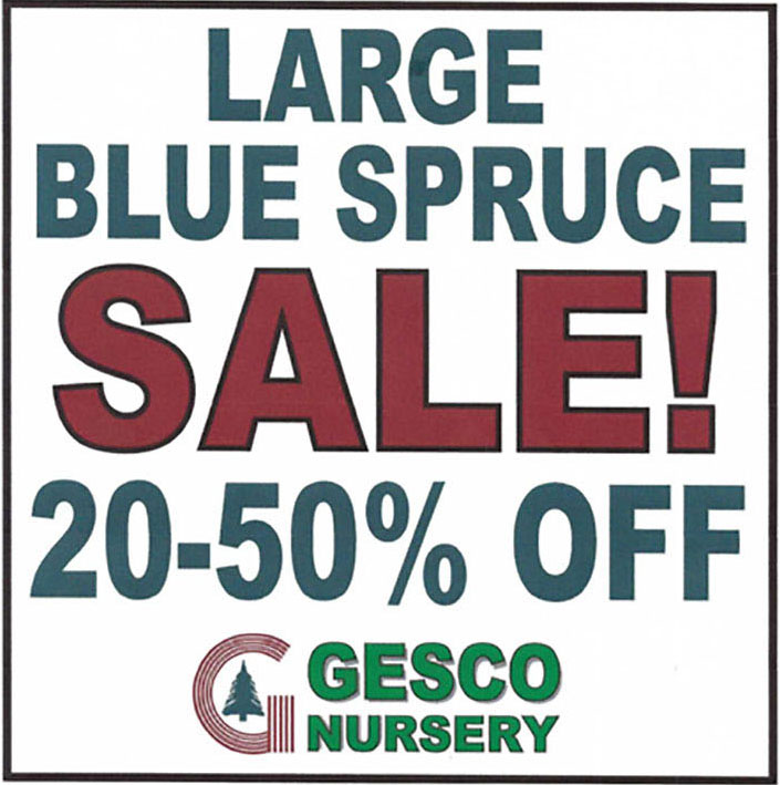 Large Blue Spruce Sale