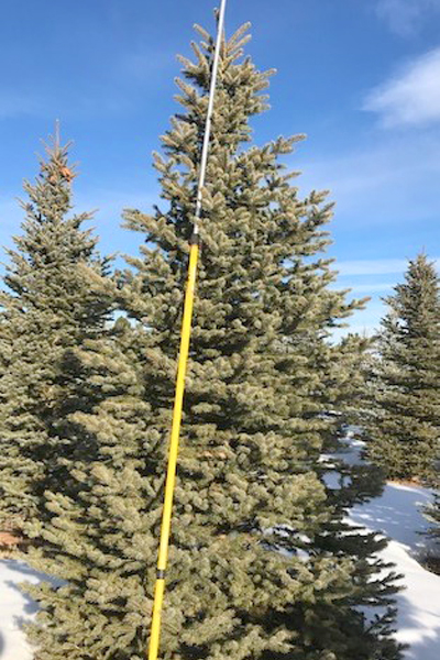Blue spruce tree for sale in Colorado