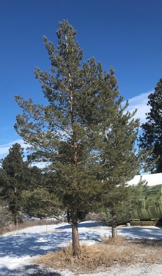 Mature Scotch Pine tree for sale in Colorado