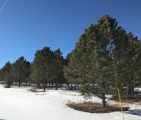 Ponderosa Pine trees in Colorado at GESCO Nursery
